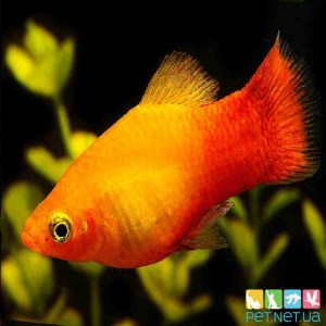 Аквариумные рыбки Пецилия Солнечная (Оранжевая) - Купить аквариумную рыбку